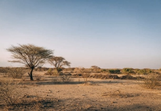 Aba Al-Jood National Park (2) for Wild Plant Seedling Production
